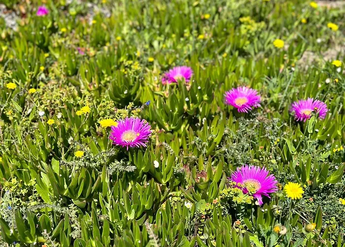 Limoncello Case de vacanță